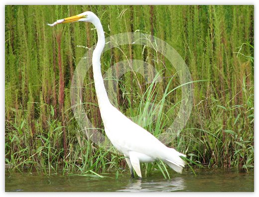 Images/Wildlife3.jpg