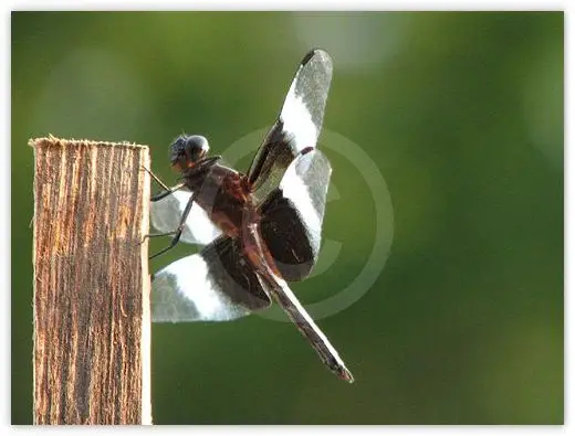 Dragonfly wildlife photograph by Suzette Morganelli