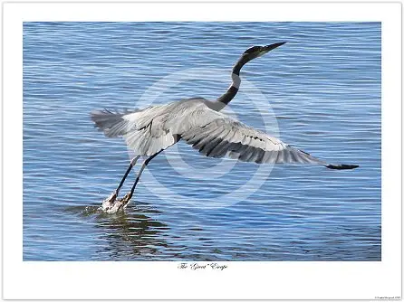 Wildlife photography