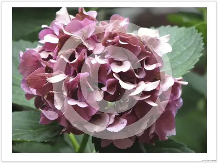 Floral fine art photograph