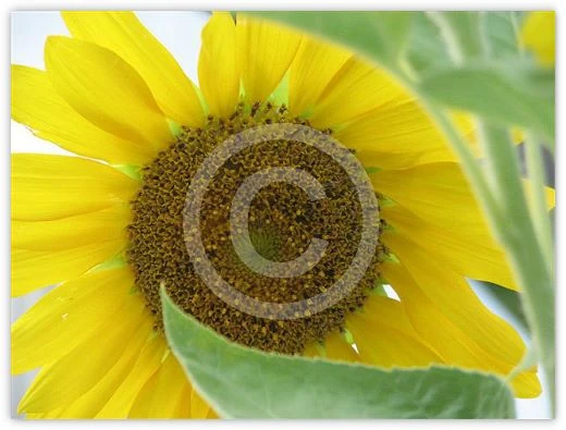 Peekin’ Through floral photograph by Suzette Morganelli