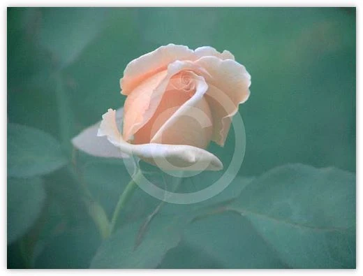 Misty Rose floral photograph by Suzette Morganelli