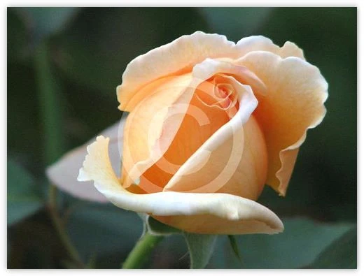 Just Joey floral photograph by Suzette Morganelli