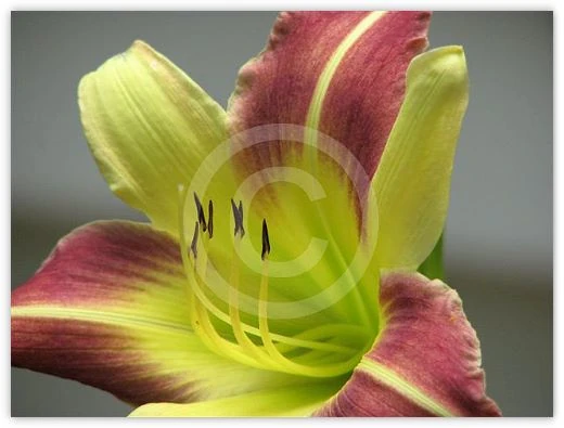 Lily floral photograph by Suzette Morganelli