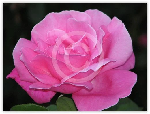 Melody Parfumée floral photograph by Suzette Morganelli