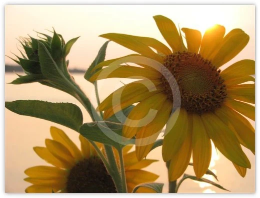 Cheers to Van Gogh floral photograph by Suzette Morganelli