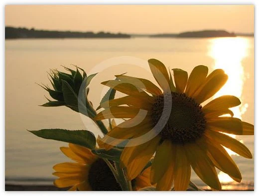 Sunflowers at Sunset floral photograph by Suzette Morganelli