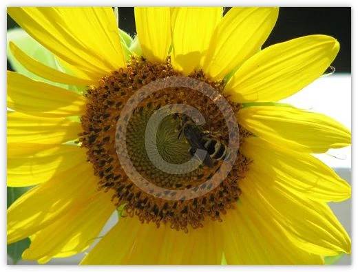 Bee Sting floral photograph by Suzette Morganelli