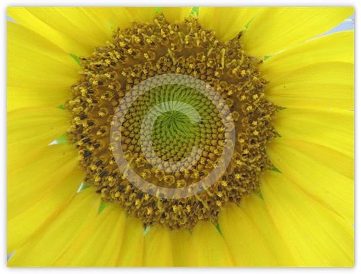 Sunflower’s Eye floral photograph by Suzette Morganelli