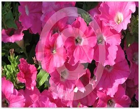 Pink Petunias floral photograph by Suzette Morganelli