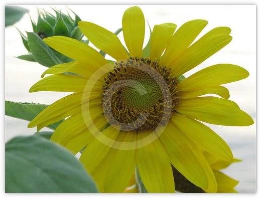 Bug ‘n’ You floral photograph by Suzette Morganelli