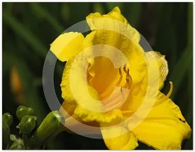 Stella floral photograph by Suzette Morganelli