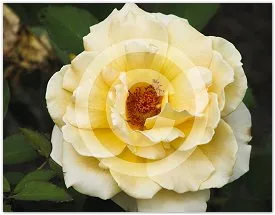 Yellow Rose floral photograph by Suzette Morganelli