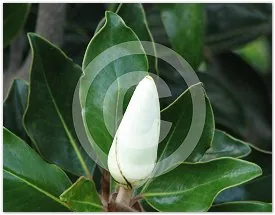 Magnolia Bud floral photograph by Suzette Morganelli