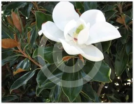 Magnolia floral photograph by Suzette Morganelli