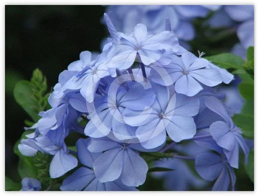 Plumbago floral photograph by Suzette Morganelli