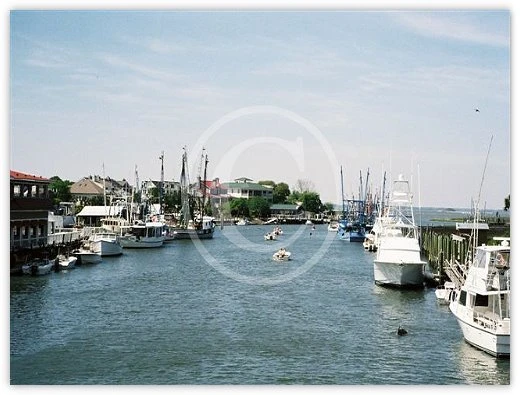 Shem Creek - The Dolphin by Suzette Morganelli