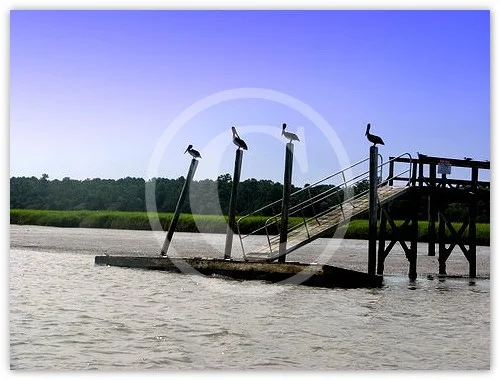 Pelican Perch photograph by Suzette Morganelli
