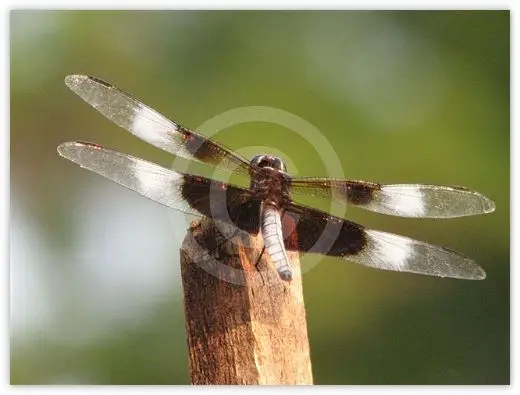 Silver Wings wildlife photograph by Suzette Morganelli