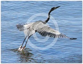 The Great Escape wildlife photograph by Suzette Morganelli