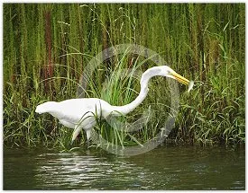 Gone Fishing wildlife photograph by Suzette Morganelli