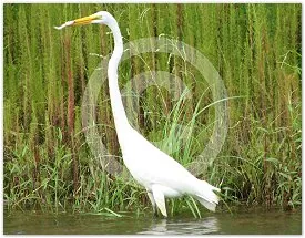 The Catch wildlife photograph by Suzette Morganelli