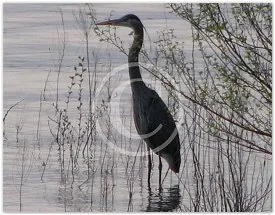 The Shadow wildlife photograph by Suzette Morganelli