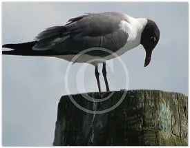 Beautiful Seagull wildlife photograph by Suzette Morganelli
