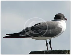 Livingston wildlife photograph by Suzette Morganelli