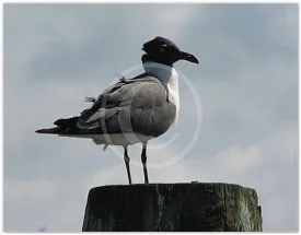 Ruffled Feathers wildlife photograph by Suzette Morganelli