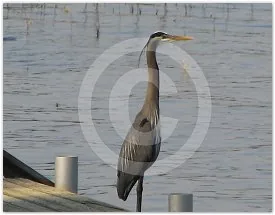 Great Blue Heron wildlife photograph by Suzette Morganelli